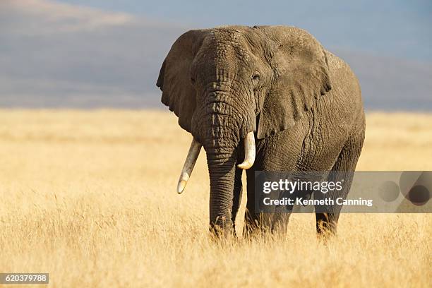 elefante africano y la sabana de ngorongoro en tanzania - elephant fotografías e imágenes de stock