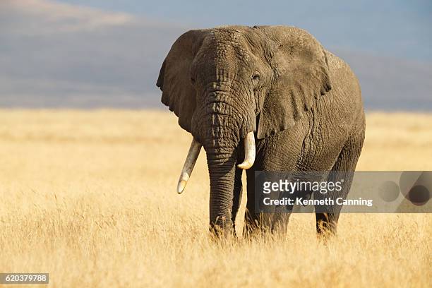 african elephant and the ngorongoro savanna in tanzania - african elephant bildbanksfoton och bilder