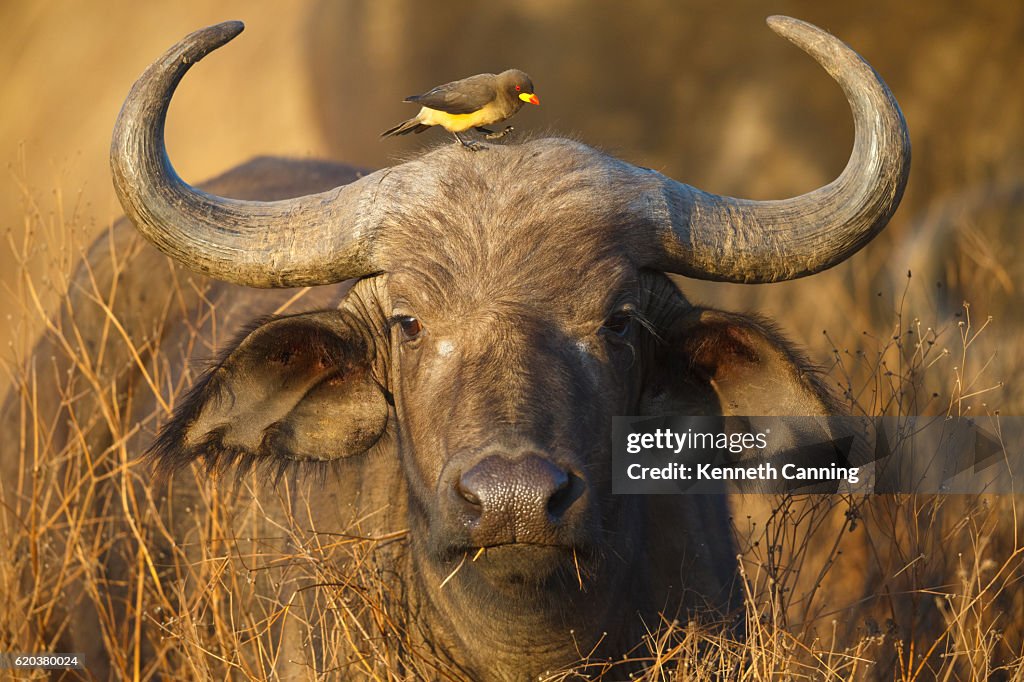 Cape Buffalo and Yellow Billed Oxpecker, Ngorongoro Crater, Tanzania Africa