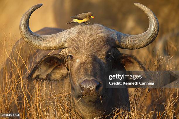 cape buffalo and yellow billed oxpecker, ngorongoro crater, tanzania africa - vild boskap bildbanksfoton och bilder