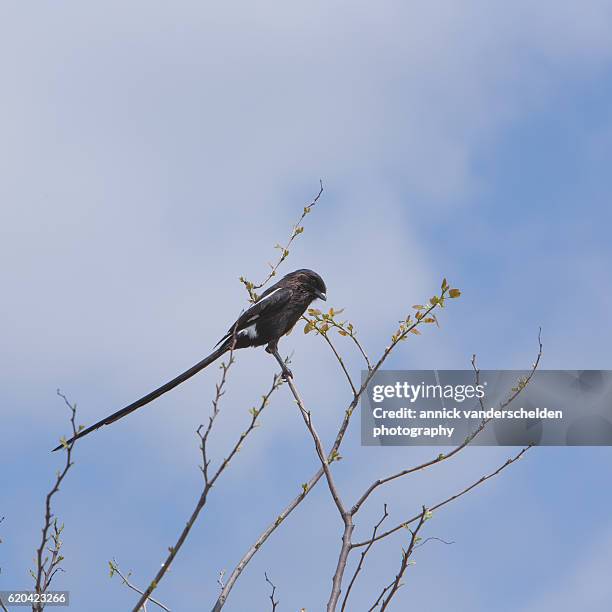 the magpie shrike (urolestes melanoleucus). - magpie shrike stock pictures, royalty-free photos & images