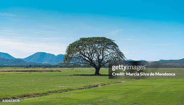 Impoding Tree 127 Arvore Do Stock Photos, High-Res Pictures, and Images - Getty Images
