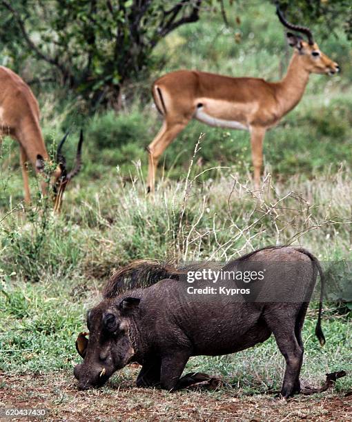 africa, southern africa, south africa, kruger national park, view of warthog kneeling. bird on it's head is a red-billed oxpecker feeding on ticks. male impala with lyre-shaped horns in background (year 2000) - parasitiformes stock pictures, royalty-free photos & images