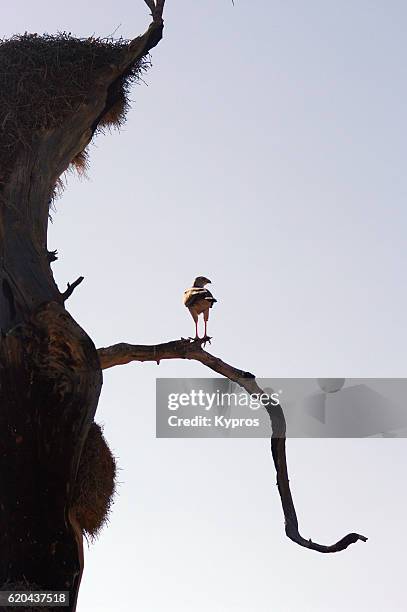 africa, southern africa, south africa, kgalagadi transfrontier park, view of black-chested snake eagle (not 100% sure) sitting on a plant root extending from a cliff (2009) - black chested snake eagle stock pictures, royalty-free photos & images