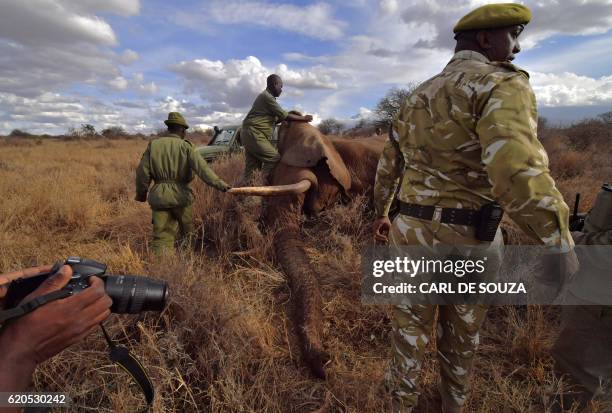 Veterinarians and park rangers attend to a sedated elephant outside Amboseli National Park on November 2, 2016. - The International Fund for Animal...