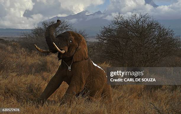 Revived elephant, wearing a fitted electronic collar, gets up after its tranquilizer was reversed by vets at the Amboseli National Park on November...