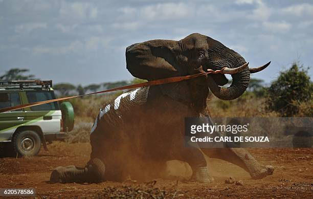 An elephant wearing a fitted electronic collar gets up after its tranquilizer was reversed by vets at the Amboseli National Park on November 2, 2016....