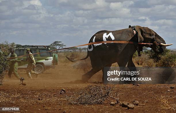 An elephant wearing a fitted electronic collar gets up after its tranquilizer was reversed by vets at the Amboseli National Park on November 2, 2016....