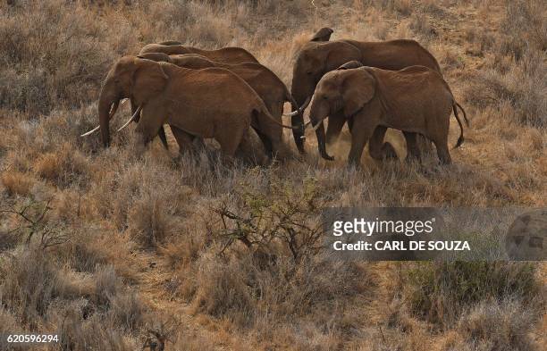 Herd of elephants walk outside the Amboseli National Park on November 2, 2016. - The International Fund for Animal Welfare is collaring two young...