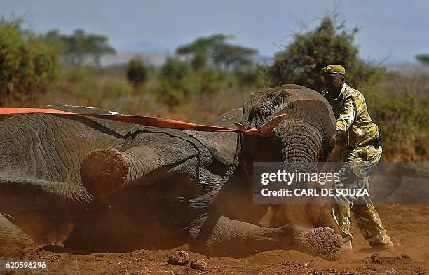 An elephant wearing a fitted electronic collar begins to wake up as its tranquilizer is reversed by vets at the Amboseli National Park on November 2,...