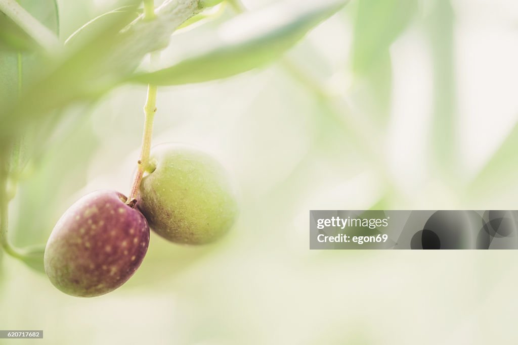 Olive fruit