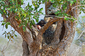 Leopard kill porcupine on tree in Kruger National Park