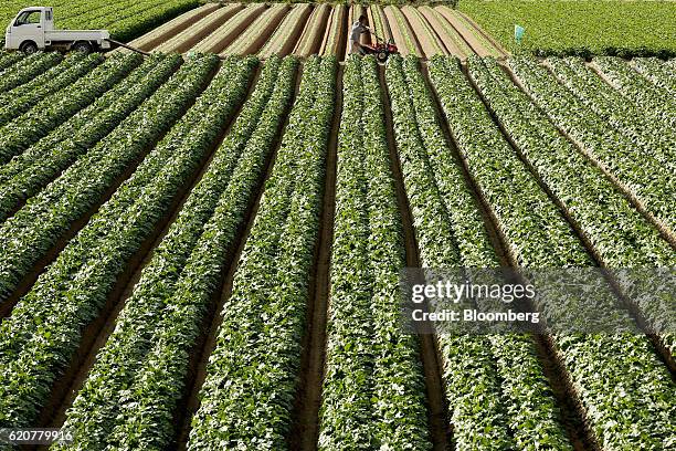 Farmer works at a Daikon radish field in Tatsuno, Hyogo Prefecture, Japan, on Wednesday, Nov. 2, 2016. Unusually poor weather in western Japan and a...