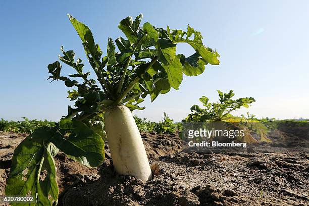 Daikon radishes sit in the soil of a field in Tatsuno, Hyogo Prefecture, Japan, on Wednesday, Nov. 2, 2016. Unusually poor weather in western Japan...