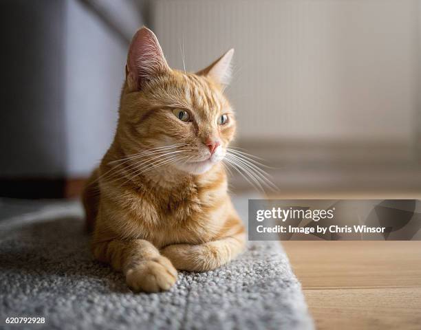 ginger cat on run - shorthair cat foto e immagini stock