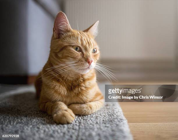 ginger cat on run - shorthair cat stock pictures, royalty-free photos & images
