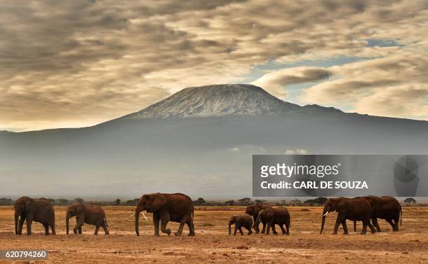 Herd of elephants walk in front of Mount Kilimanjaro in Amboseli National Park on November 3, 2016.