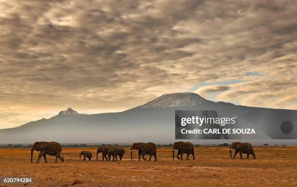 Herd of elephants walk in front of Mount Kilimanjaro in Amboseli National Park on November 3, 2016.