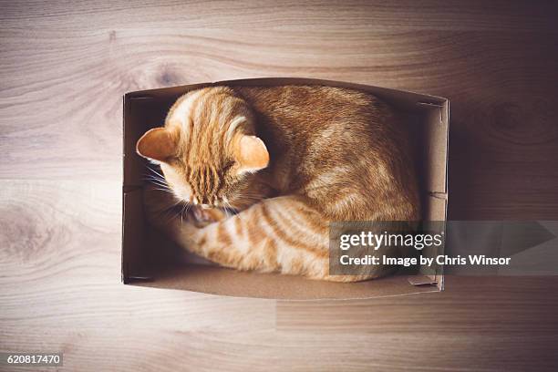 shoe box cat - cat in box stock pictures, royalty-free photos & images