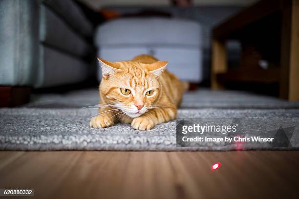 hunting the dot - domestic cat stalking stock pictures, royalty-free photos & images