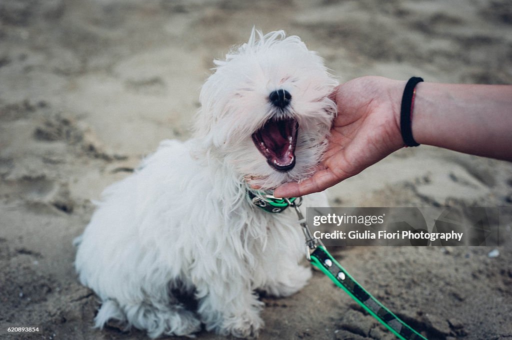 Maltese puppy yawning