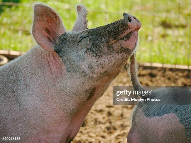 happines is . . .-sequim washington - schweinestall stock-fotos und bilder
