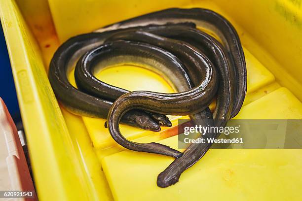 eel on a fish market - havsål bildbanksfoton och bilder