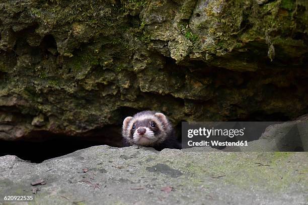 germany, portrait of ferret - polecat stock pictures, royalty-free photos & images