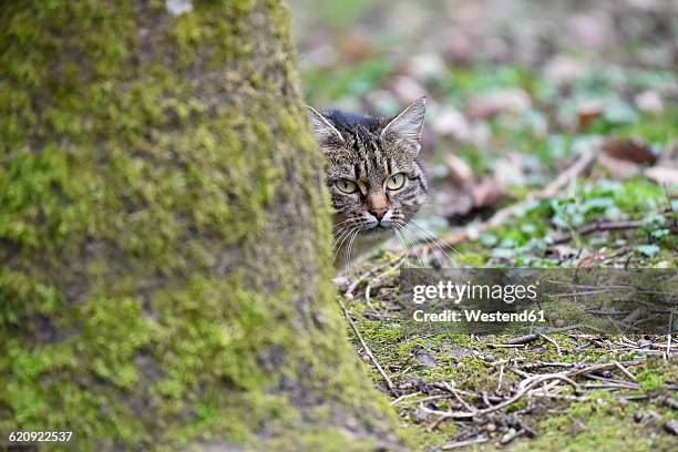 germany, wildcat watching something - bad mergentheim stock pictures, royalty-free photos & images