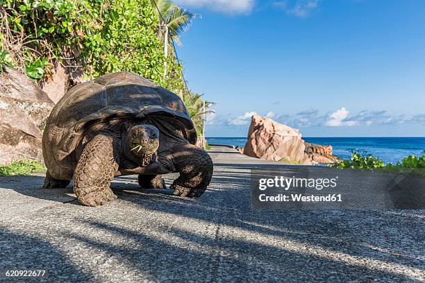 seychelles, la digue, aldabra giant tortoise, aldabrachelys gigantea - seychellen riesenschildkröte stock-fotos und bilder