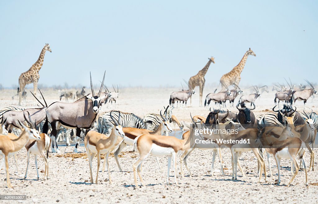 Namibia, Etosha National Park, wild animals at a waterhol