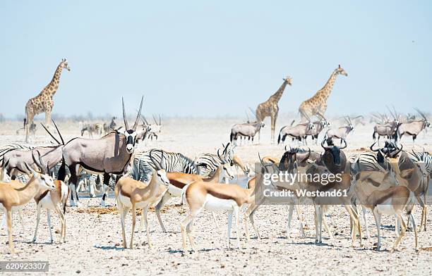 Alcelaphinae Photos and Premium High Res Pictures Getty Images