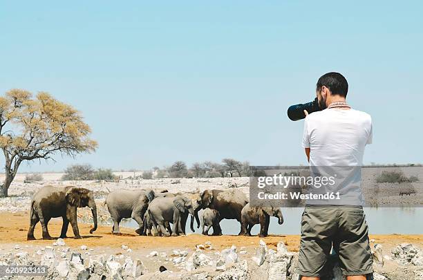 namibia, etosha national park, photographer taking pictures of elephants near a waterhole - photographing wildlife stock pictures, royalty-free photos & images