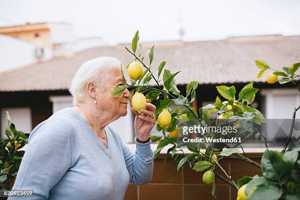 senior woman smelling lemon of her lemon tree - citrus limon foto e immagini stock