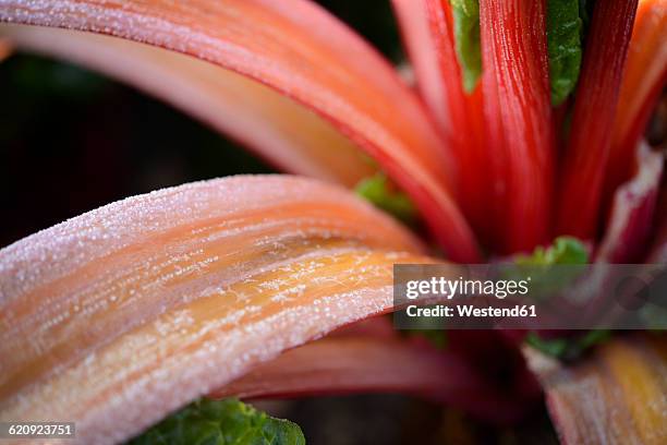 frost-covered pieplant - ルバーブ ストックフォトと画像