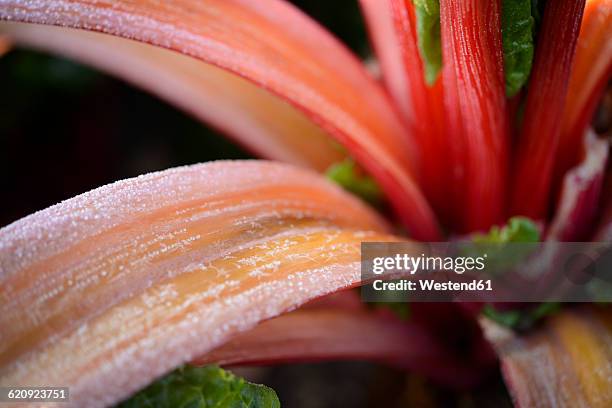 frost-covered pieplant - rabarber stockfoto's en -beelden