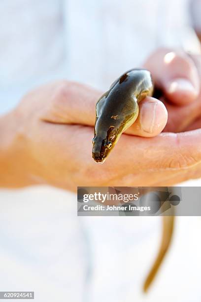 man holding eel - european eel stock pictures, royalty-free photos & images