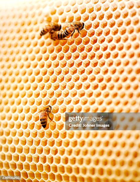 bees on honeycomb - bienenwabe stock-fotos und bilder