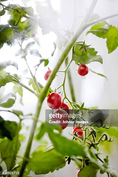 cherry tomato plant - sverige odla tomat bildbanksfoton och bilder