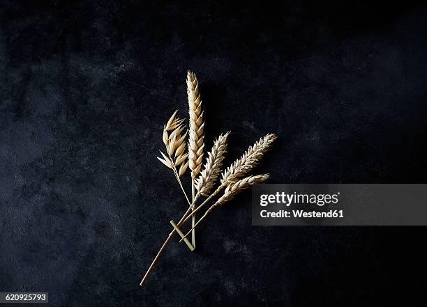 five different spikes on dark ground - rye - grain stock pictures, royalty-free photos & images