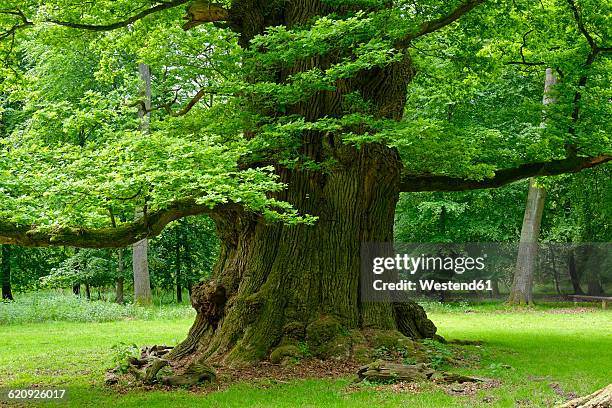 germany, ivenack, ivenacker eichen, very old pedunculate oak - eiche stock-fotos und bilder