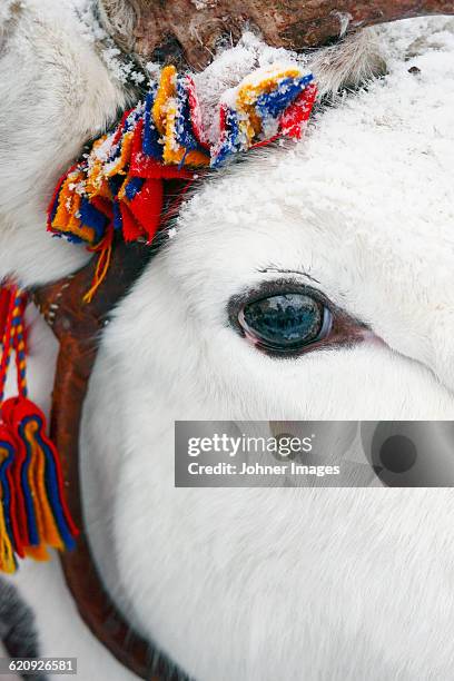 reindeer eye, close-up - reindeer stockfoto's en -beelden