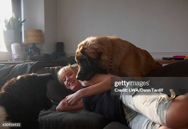 caucasian woman with dog on sofa - two dogs stock pictures, royalty-free photos & images