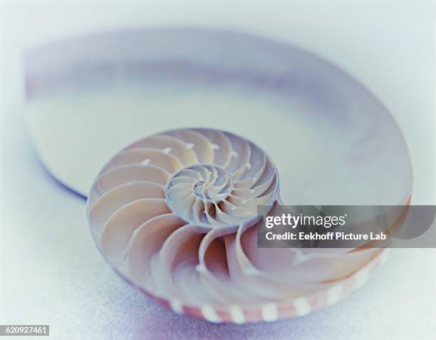 close up of nautilus shell - nautilus stockfoto's en -beelden