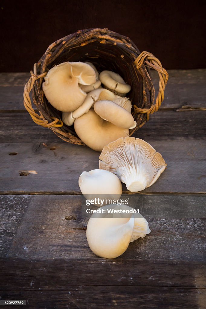 Wickerbasket of oyster mushrooms on wood