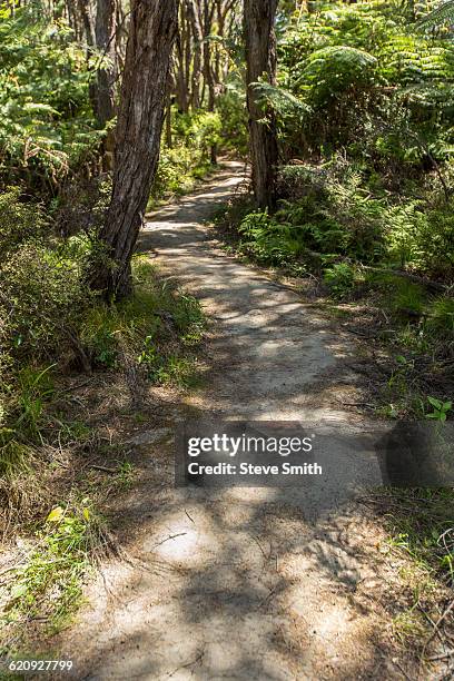 dirt path in rural forest - motueka stockfoto's en -beelden