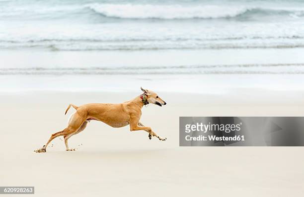 spain, llanes, greyhound running on the beach - greyhounds imagens e fotografias de stock