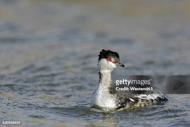 slavonian grebe, podiceps auritus - grebe stock pictures, royalty-free photos & images