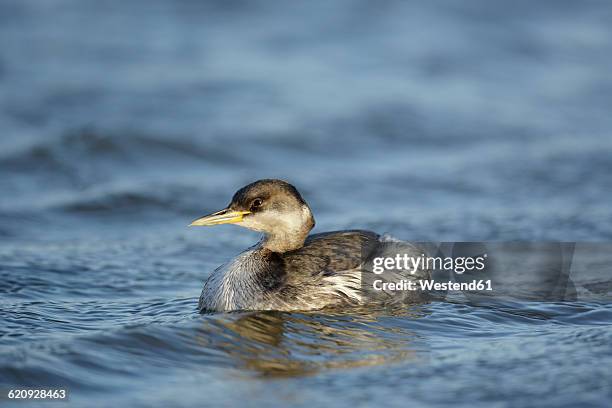 england, young red-necked grebe - roodhalsfuut stockfoto's en -beelden