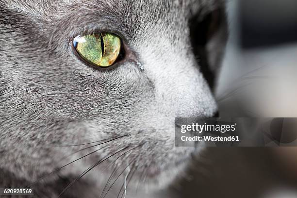 face of grey cat, close-up - purebred cat stock-fotos und bilder